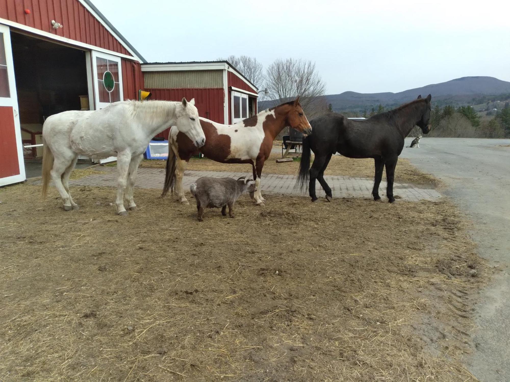 Clover Hill Farm & Country *